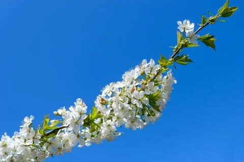 Blooming cherry branch Stock Photos