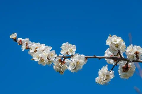 Blooming cherry branch Stock Photos
