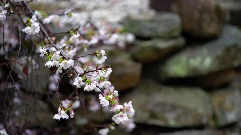 Blooming cherry branch in the rain. Stock Footage 132408516