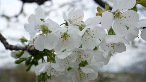 Blooming cherry branch in spring Stock Footage 165774489