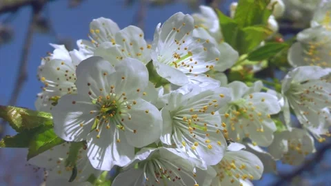 Blooming cherry branch swaying in the wind against the background of a blue sky Stock Footage 167772133