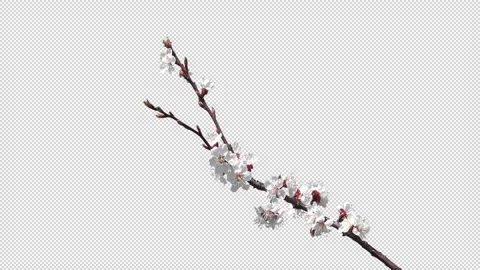 Blooming cherry branch with a transparent background Stock Footage 154429095