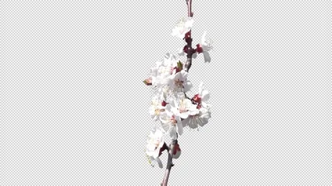 Blooming cherry branch with a transparent background Stock Footage 154429098
