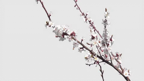 Blooming cherry branch with a transparent background Stock Footage 154429157