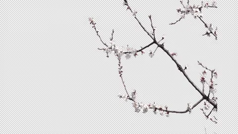 Blooming cherry branch with a transparent background Stock Footage 154429235