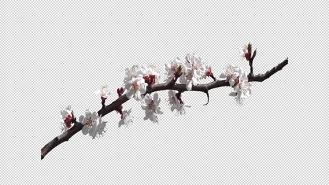 Blooming cherry branch with a transparent background Stock Footage 154429581