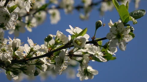Blooming cherry branch trembling on the wind in slow motion Vídeo Stock 65118182