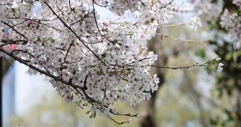 Blooming Cherry branch with white flowers at spring park in China or Japan at Stock Footage 169806798