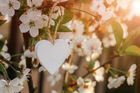 A blooming cherry branch with a wooden heart. spring awakening of nature. sel Stock Photos