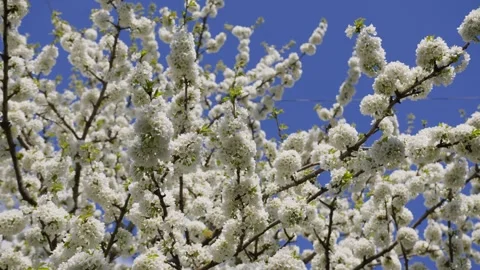 Blooming cherry branches against a blue sky. Stock-Footage 305628494