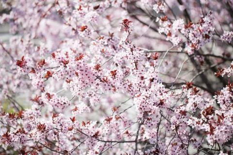 Blooming cherry branches and the blue sky Stock Photos