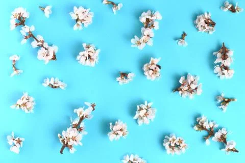 Blooming cherry branches on a blue background, close-up, pattern. Spring flow Foto stock