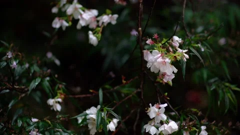 Blooming cherry branches flinch in the rain. Stock Footage 132408312