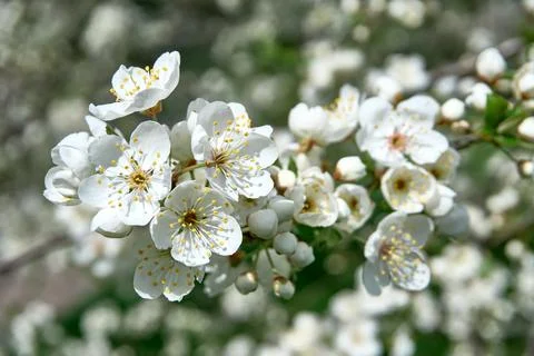 Blooming cherry branches with flowers close-up on a sunny day, beautiful saku Stock Photos