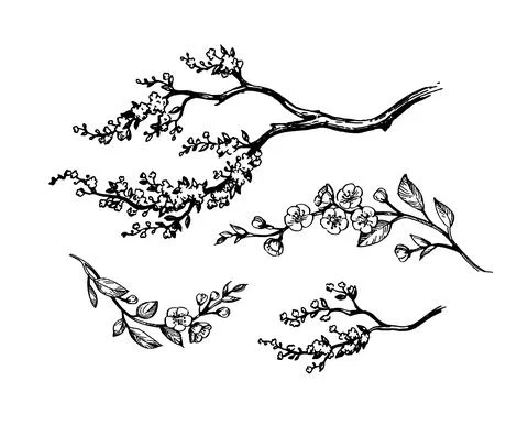 Blooming cherry branches. Stock Illustration