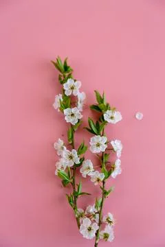 Blooming cherry branches on pink background with copy space for design Stock Photos