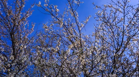 Blooming cherry branches, RAW HD video Vídeo Stock 62286254