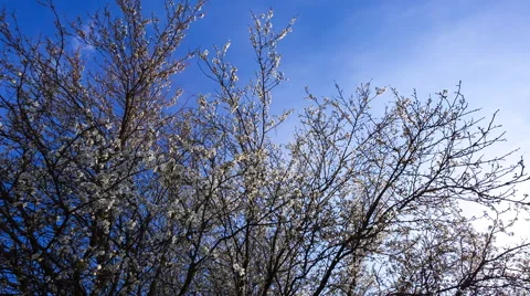 Blooming cherry branches, RAW HD video Stock Footage 62286285