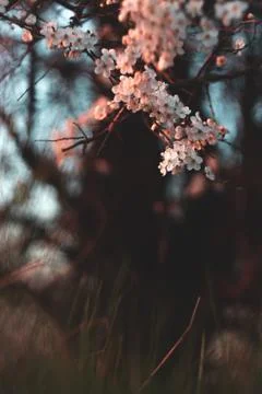 Blooming cherry branches in spring Stock Photos