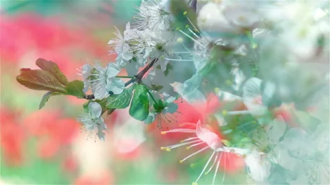 Blooming cherry branches sway on the wind on blurred flowering field red flowers 스톡 동영상 233439601