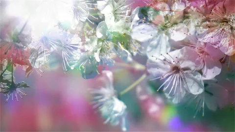 Blooming cherry branches sway on the wind in front of blurred rainbow background Vídeos de archivo 233439639