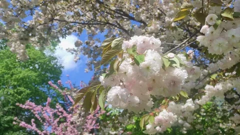 Blooming cherry branches with white flowers on a bright sunny day in the spring Stock Footage 273173612