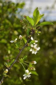 Blooming cherry bushes in the rays of the spring sun Stock Photos