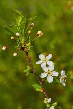 Blooming cherry bushes in the rays of the spring sun Stock Photos