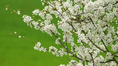 Blooming cherry. Cherry blossom Cherry fruit tree flower growing, blooming and Stock Footage 264584951