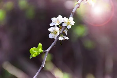 Blooming cherry. Cherry blossoms. Spring. Dawn in the garden. Stock Photos