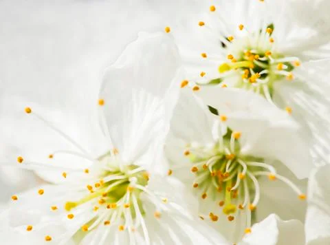 Blooming cherry close up Stock Photos