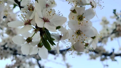 Blooming cherry. Close-up of white flowers blossoming on a cherry tree. 動画素材 130187665