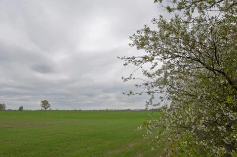 Blooming cherry on the edge of the field in spring 库存照片