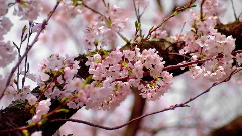 Blooming cherry flower Vídeo Stock 80749302