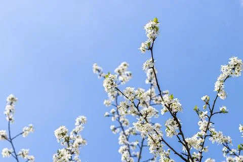 Blooming cherry flowers on the branches in the spring. Stock Photos