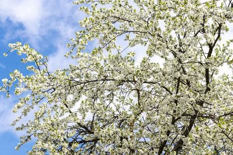 Blooming cherry flowers on the branches in the spring. Stock Photos