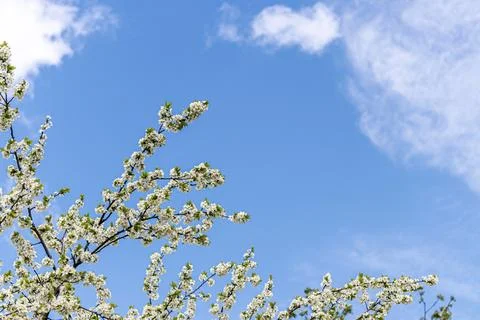 Blooming cherry flowers on the branches in the spring. Stock Photos