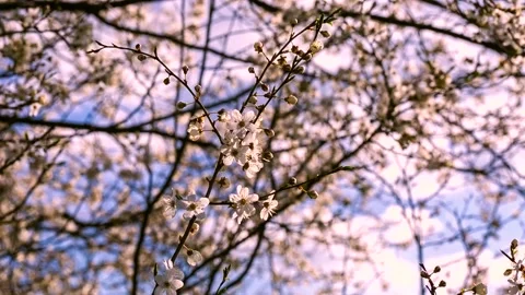 Blooming cherry flowers in daylight. Video stock 155354028