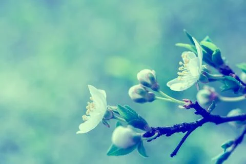 Blooming cherry  flowers Stock Photos