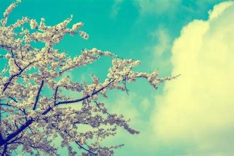 Blooming cherry  flowers Stock Photos