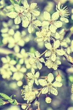 Blooming cherry flowers Stock Photos