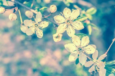 Blooming cherry flowers Stock Photos