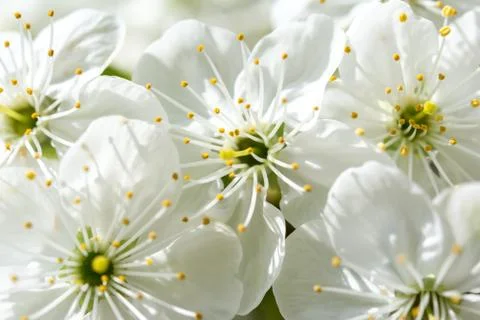 Blooming cherry flowers Stock Photos