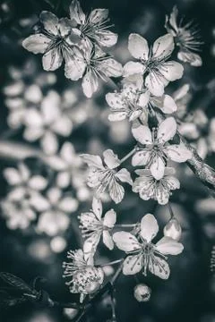 Blooming cherry flowers Stock Photos