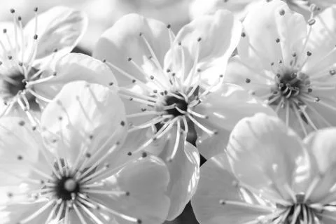 Blooming cherry flowers Stock Photos