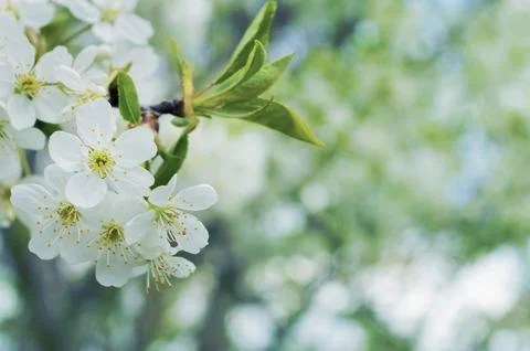 Blooming of cherry flowers in spring time with green leaves . copy space. n.. Stock Photos