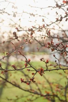 Blooming cherry flowers in springtime at sunset with blurry bokeh background Foto stock