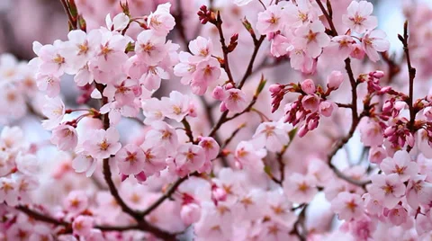 Blooming cherry. Stock Footage 37172143