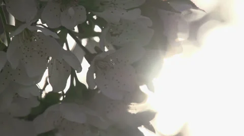 Blooming Cherry Stock Footage 37860274