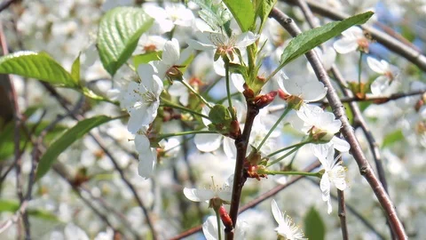 Blooming cherry Stock Footage 89957114